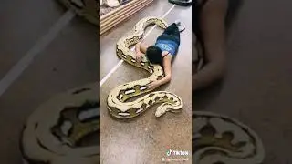 Girl and snake love story in world history #animals#wild#discovery#bbc#python#snake#girl#anaconda