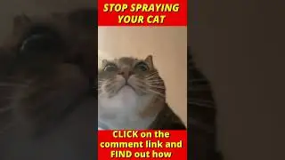 Cat spraying no more  #Shorts