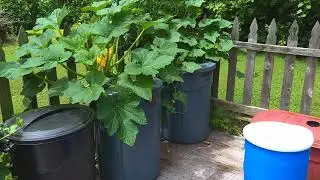 B.A. Kratky Hydroponics - GIANT SQUASH AND CUCUMBER PLANTS