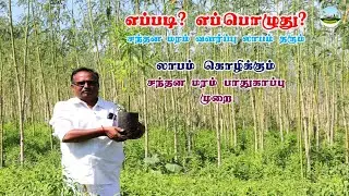 சந்தன மரம் வளர்ப்பு🔸எப்படி? எப்பொழுது? சந்தன மரம் வளர்ப்பு லாபம் தரும் 🔸Sandalwood ☎️9245318151