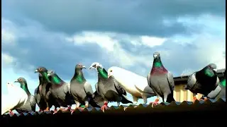 180 km Race | PPMA- The Wonderful People | Racing homer Pigeon