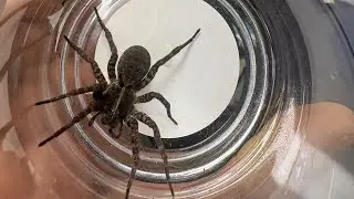 In the Spiders den