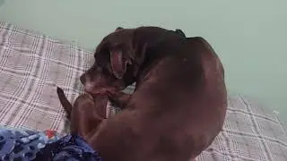 Rev runs inside and washes his foot.