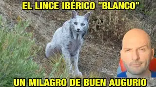 EL MILAGRO DEL LINCE IB&Eacute;RICO LEUC&Iacute;STICO EN JA&Eacute;N , ES COMO CAPTAR UN UNICORNIO, SE&Ntilde;AL DE BUEN AUGURIO