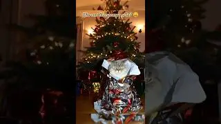 Whose grumpy cat is this? 🐱😉 #grumpycat #cat #shorts #christmas #christmastree #gift