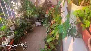 My small garden | and tasty pasta recipe| Ragini nature World