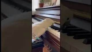 У Джексона больше таланта, чем у меня #какаду