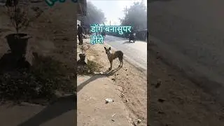 dog bana super hero #shorts