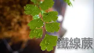 中午買個飲料~沒想到在路邊水溝賺回飲料錢~免費撿了幾株鐵線蕨~運氣爆棚了