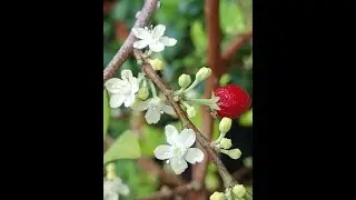 #polinizacion  - Polinizaci&oacute;n flores planta de coca -  Erythroxylum coca - Esperanza zc&copy;