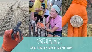 A GREEN SEA TURTLE Nest | A first for our turtle team!