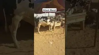 Attock Mandi Updates #ytshorts #shortsyoutube #attock #cowmandi