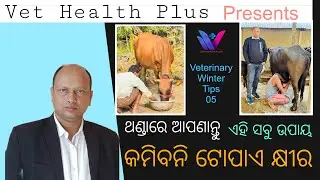 ଥଣ୍ଡା ଦିନରେ ଆପଣାନ୍ତୁ ଏହି ଉପାୟ ,କମିବନି ଗାଈ-ମଇଁଷିର ଟୋପାଏ କ୍ଷୀର ॥By Dr Nirakara Jena & Vet Health Plus 