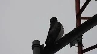 ÁGUILA MORA (Geranoaetus melanoleucus)