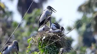 Mystery of Wild Bird Surviving Life in Flooded Lands 0023