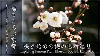 早春の京都・梅 〜 春を告げる梅がほころぶ頃の京都。市内の名所を巡り、咲き始めた梅をご紹介。梅の季節が待ち遠しいです。