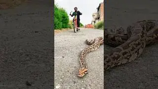 cycle and snake