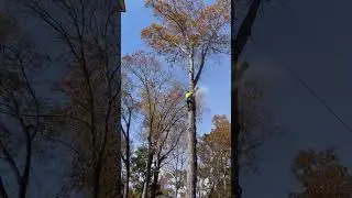 Cutting a Big Poplar Top