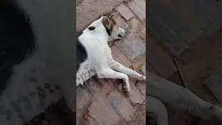 dog sleepy #dog #nature #happy #food #eating #noodles