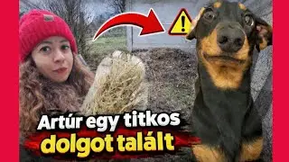 Artúr talált valami TITKOSAT 🤯😱🐶 