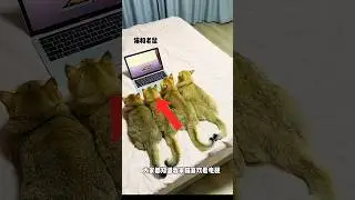 The man brought a small laptop for his little cat 😍❤️