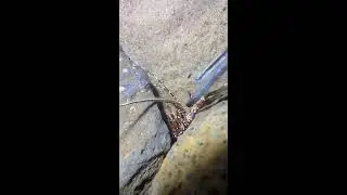 &bull; Battling a Giant Fish: Rod Bending Action | 巨大魚との死闘：竿がへし折れる寸前 | 2026-01-02 21:31:32