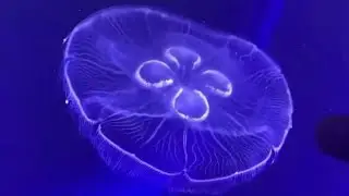 Fragma - Toca&rsquo;s Miracle (Inpetto 2008 Radio Edit) 432hz