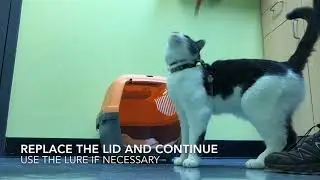 How to crate train your cat