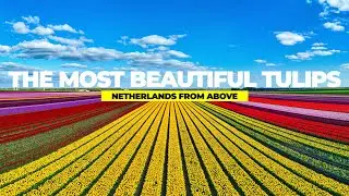The Most Beautiful Tulips | Netherlands From Above | TULIP FIELDS IN SEASON 2023