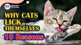 Why Cats Lick Themselves,10 Surprising Reasons Why Cats Lick Themselves