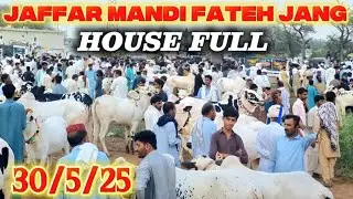 Jaffar mandi Latest Update Today - Big Beauti - Dangerous Bulls - Fateh Jang Bulls 2025-Qurbani 2025