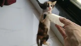 Rescue Orphan Kittens Found Their Forever Home Their Last Kitten Fight On Milk Bottle