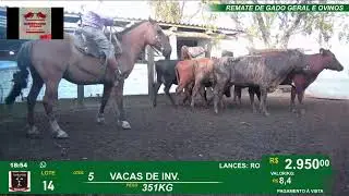 REMATE GERAL DE GADO E  OVINOS - SANTA RITA - JAGUAR&Atilde;O - PEDRAS BRANCAS