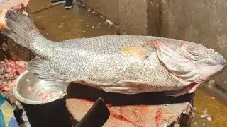 Amazing Giant Tripletail Fish Cutting Skills In Bangladesh Local Fish Market By Expert Fish Cutter