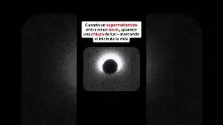 ESPERMATOZOIDE ENTRA EN UN &Oacute;VULO &iexcl;&iexcl;CHISPA DE LUZ!! #creative #embriologia #ciencia #fisica