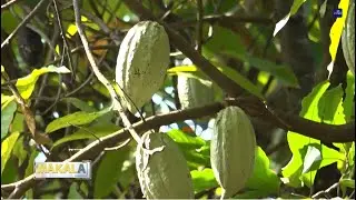 MAKALA | COPRA katika kuhakikisha mifumo ya mazao ya nafaka inaimarika