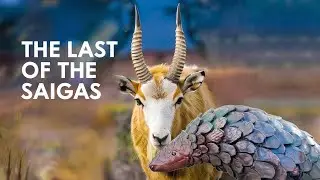 Explore Earth's Most Vibrant And Rare Animal Species