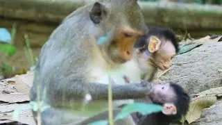 Young Mama Jazzy Bring Her New Born keep Walking To Jungle With Sami on Dec 18,2025/Vs.5k959. Ambers