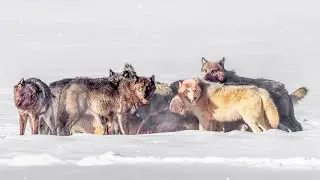 Wolves Hunt Bison in Yellowstone Winter | Wapiti Lake Pack (January 2026)