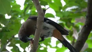 20250608 / 蝶會黎和公園(富陽) / 樹鵲 [Dendrocitta formosae] (享用別人家雛鳥)