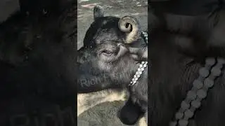 🚀 TOP Banni Buffalo Wholesale price 2026! Kutch Pakistan Border Vyapari Salman Bhai की धांसू Deal 2