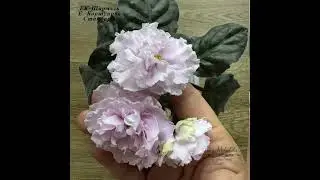 ЕК-Шармэль #flowers #saintpaulia #plants #reels #usambaraveilchen #garden #crystals #фиалки #love