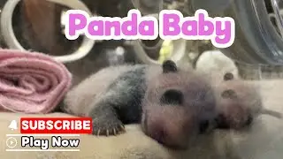 Cuteness Overload! Super Close Up Shot Of Panda Babies | iPanda