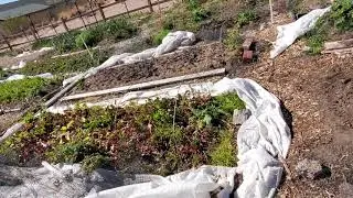 Herbs by Diane, growing organically, in Boulder City, Nevada, 1 March 2021