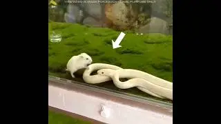 This Is Why A Snake Eat Itself 😱 #shorts #facts #amazingfacts