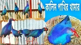 কালিম পাখি ডিম পাড়ে না কারণ -অনেকে বলে কালিম পাখি-ছেড়ে দিলে দৌড়াদৌড়ি করে।।দেখুন আমার গুলো কি করে