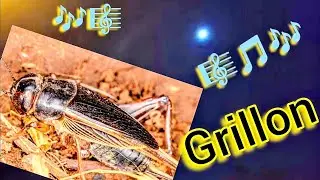 Chants grillons.