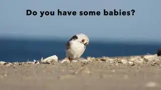 Piping Plover Babies! (The Cutest Thing Ever)