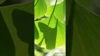 &iquest;El GINKGO BILOBA sirve para la memoria?