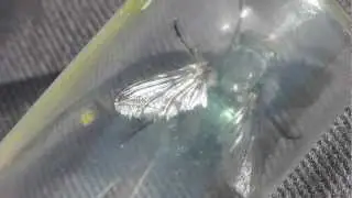 Cynomya mortuorum - a calliphorid fly